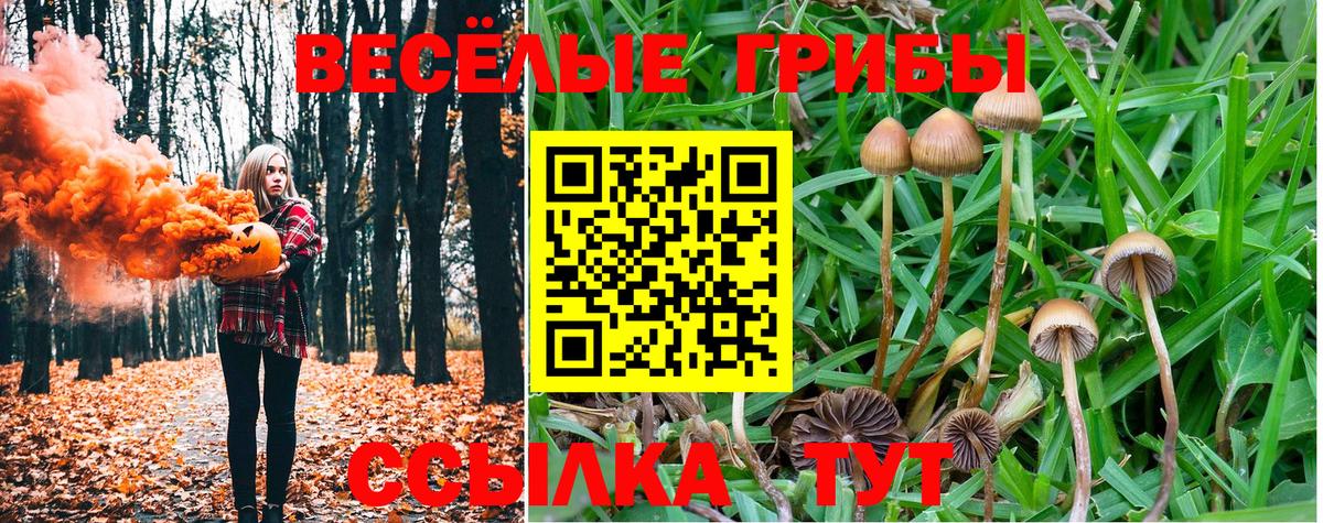 где найти наркотики  Вход с VPN  Вятские Поляны  Псилоцибиновые грибы MAGIC MUSHROOMS  Псилоцибиновые грибы GOLDEN TEACHER 